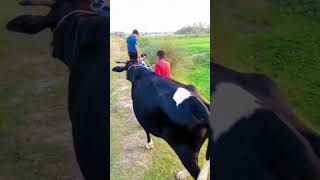 trending cow guru hamba cows amba