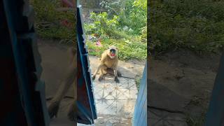 Day 13100 Funny Vloger