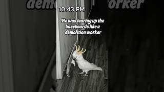 Sunny the Cockatoo Played Construction Worker at Night… and Unfortunately Succeeded 😂🦜🔨