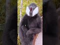 monkey sound 🐒#animals #monkey #orangutan #viral #funny#monkey #animals #shortsfeed #viral #trending