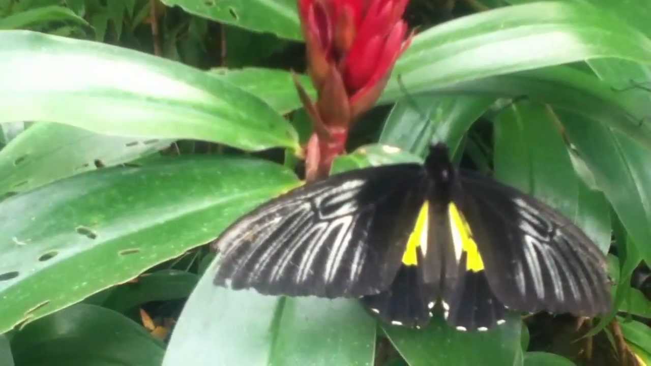 BUTTERFLY FARM BOHOL, PHILIPPINES YouTube