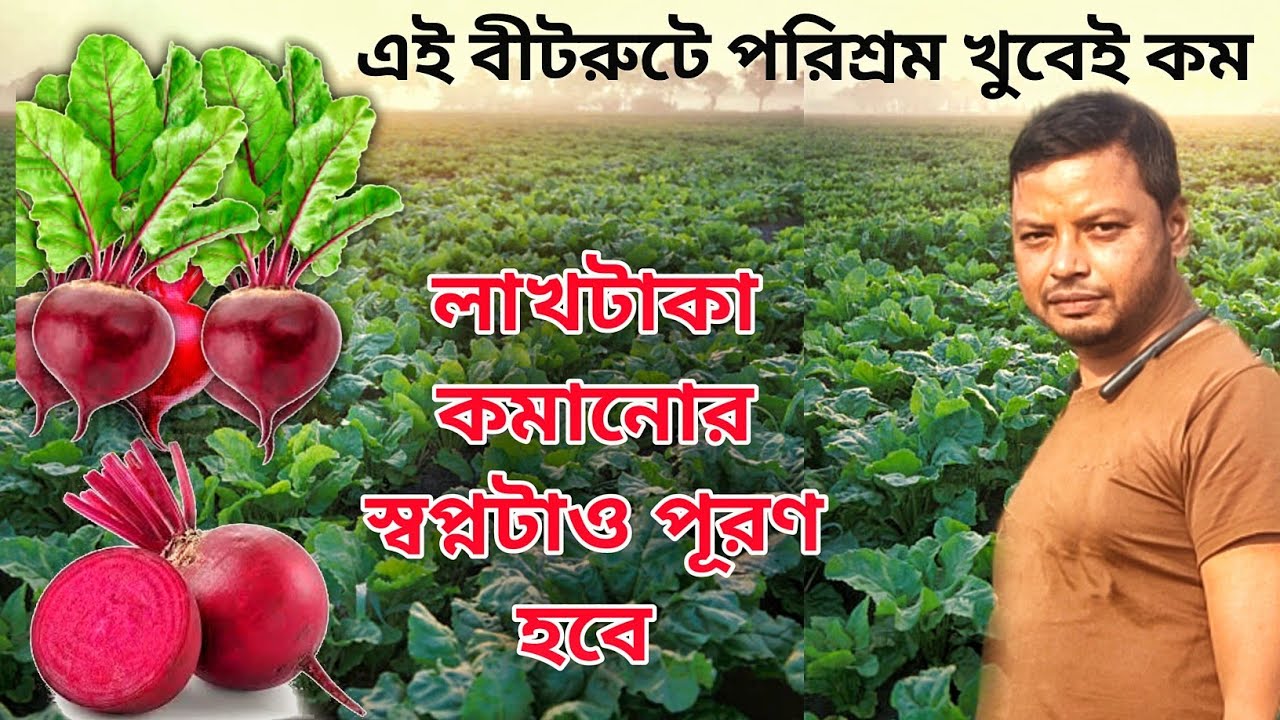 National and fresh agriculture beetroot hervesting and eating in theni