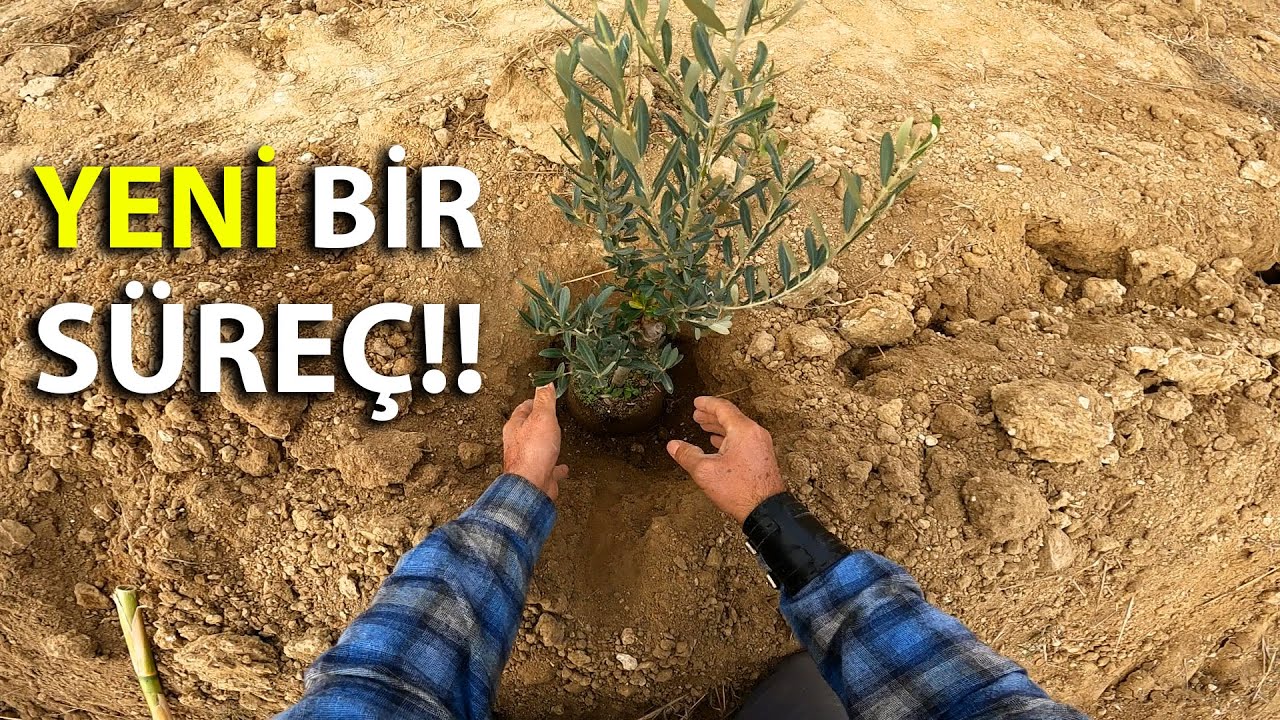 Zeytin Bahçesi Nasıl Kurulur || Baştan Sona Zeytinlik Tesisi