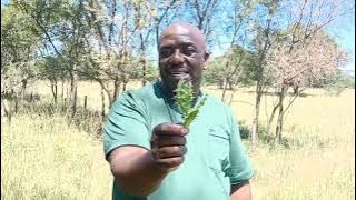 ikhubalo elinzima(ikhakhasi) elicaza kabanzi udokotela unyuswa