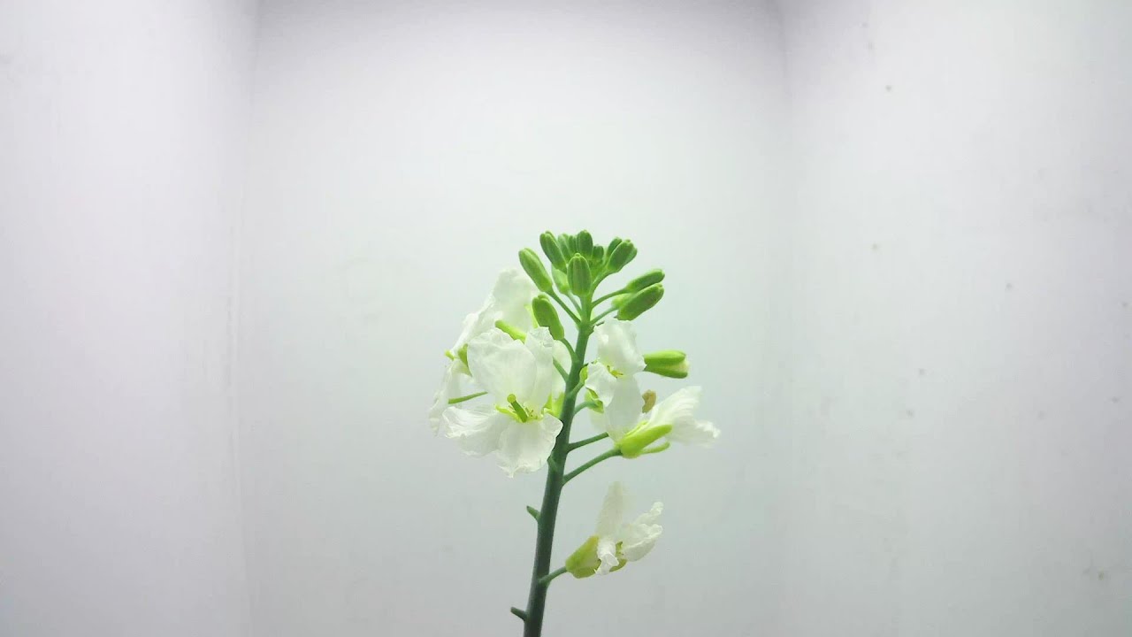 野菜の花 カリフラワーの開花と小さな幼虫 花の開花 245 Youtube