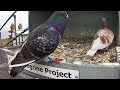 Cromer Brazen pigeons spotted snooping in peregrine nest
