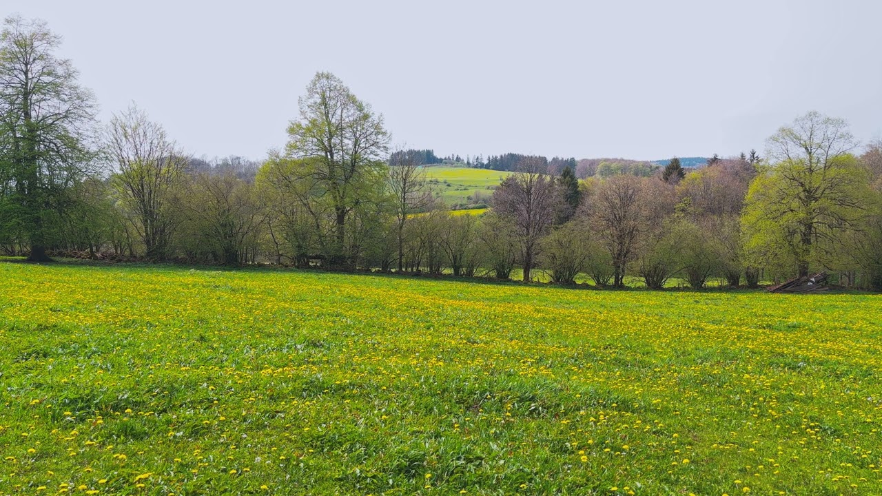 Rhön - Red Moor 4k Pure Nature Ambiance Recording