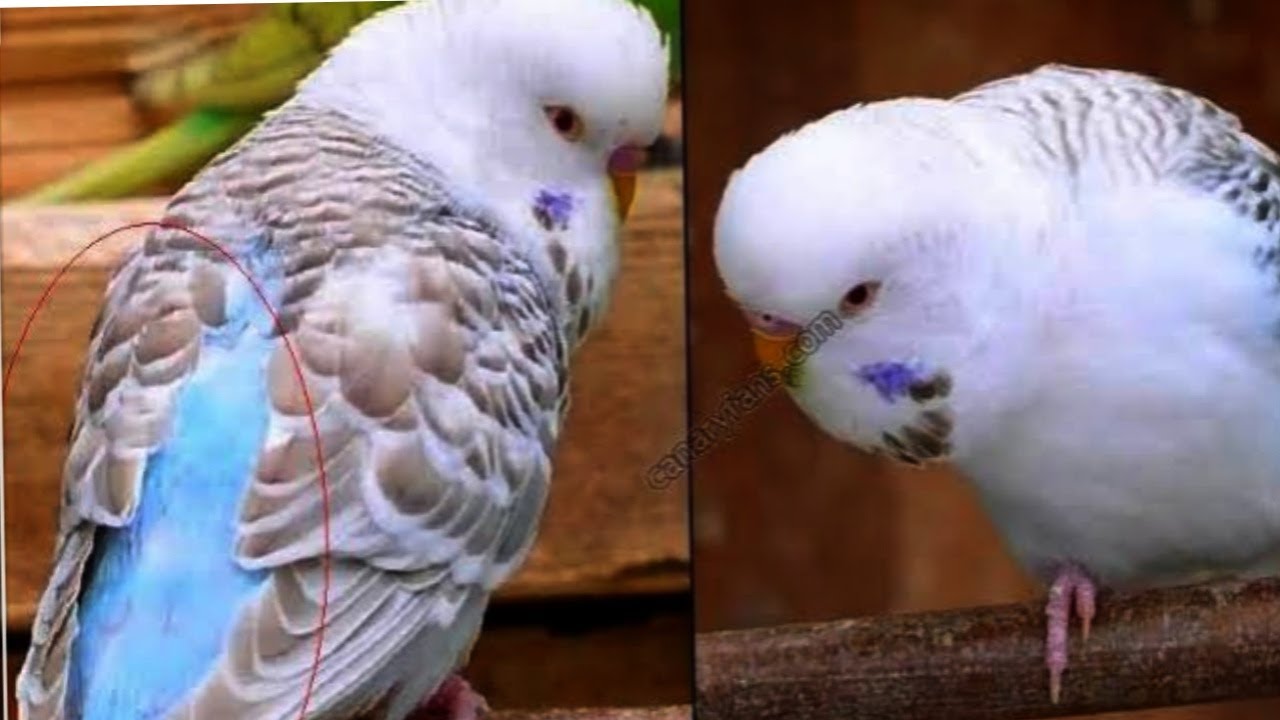 الفرق بين الفالو و اللاس وينج.