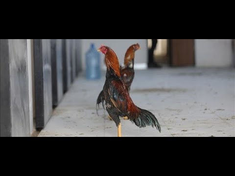 Hint Horozu Saldırısı