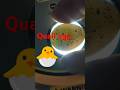 How To Candle Quail Eggs, incubating birds typically candling around days 12-15 to see development