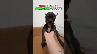This strange dog isn’t very friendly #dog #dogs #dogsoftiktok #funnydog #funny #funnyvideos #doglove