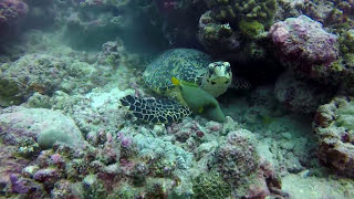 GoPro: Scuba Diving in the Maldives 2017