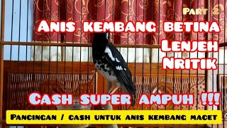 Anis kembang betina lenjeh, cash super ampuh untuk anis kembang macet