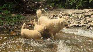 Magnus and Mieka test the fast water. by Brooke Oland 112 views 4 years ago 1 minute, 1 second