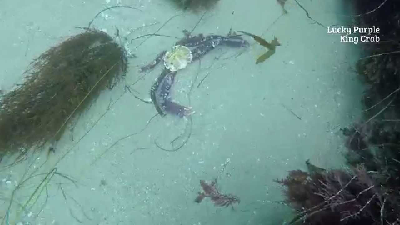 watershed Free Dive - Under Water World - Lucky Purple King Crab - Deadliest Catch