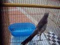 sinsonte mimos gilbos (Mimus polyglottos)