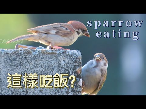 麻雀!年輕媽媽養小孩!Young-mother sparrow feeding fledgling!#sparrow #スズメ #麻雀
