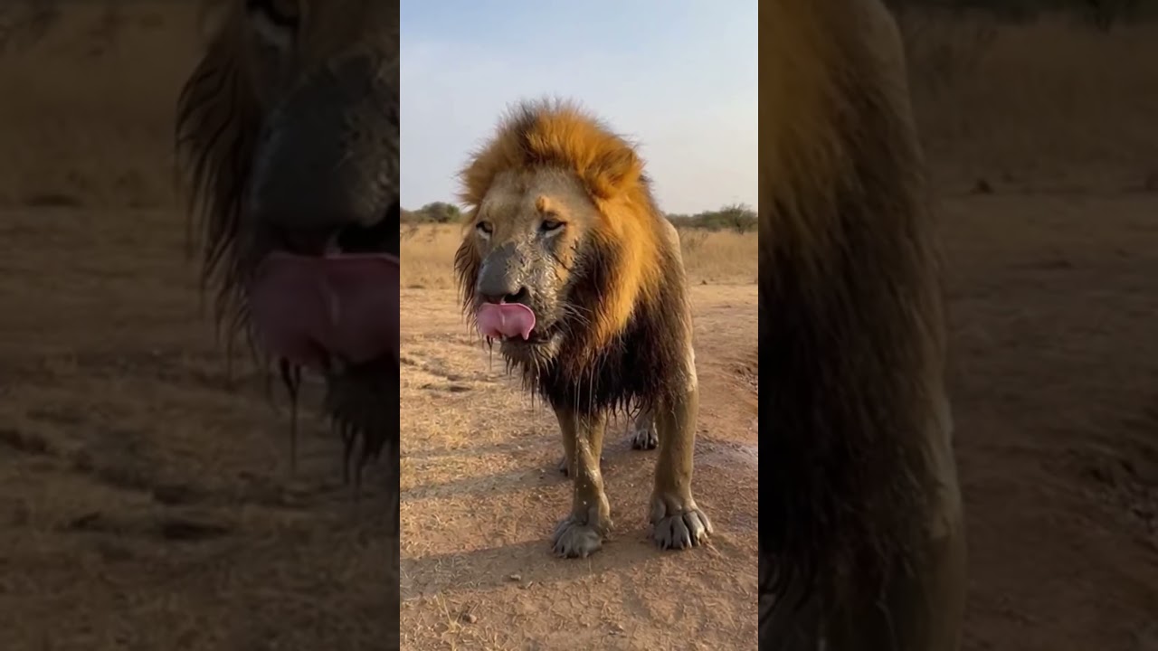 The Boar Exits CalmlyNo rush, no fear, no chase.