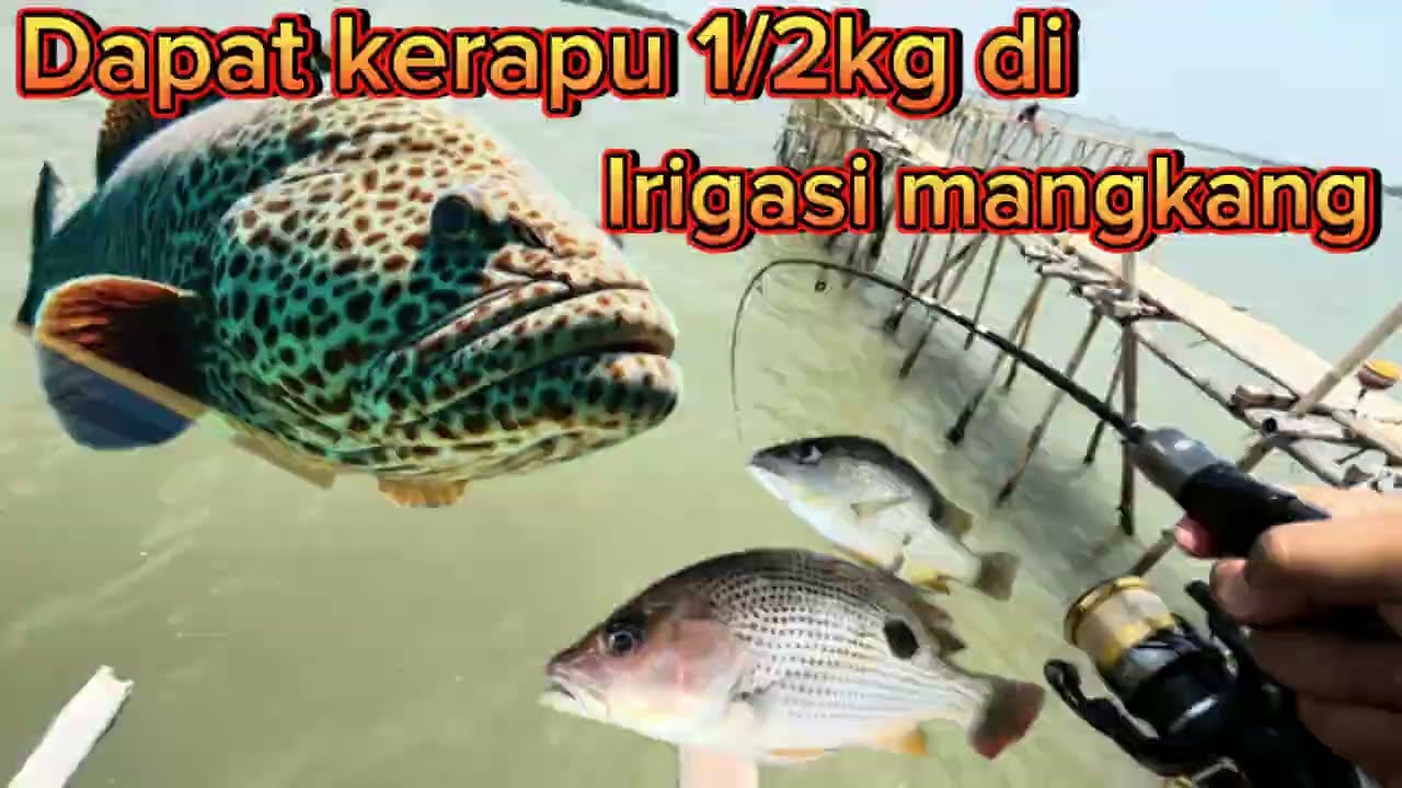 Terbaru mancing di irigasi mangkang semarang  