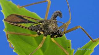 Bulls Horn Bug from Ecuador @AndreasKay