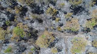 The Aftermath - 100 acre wildfire in South Walton (Part 2)