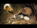 Why the Kiwi Bird’s Egg Is a Biological Nightmare | 545 Days of Survival Uncovered