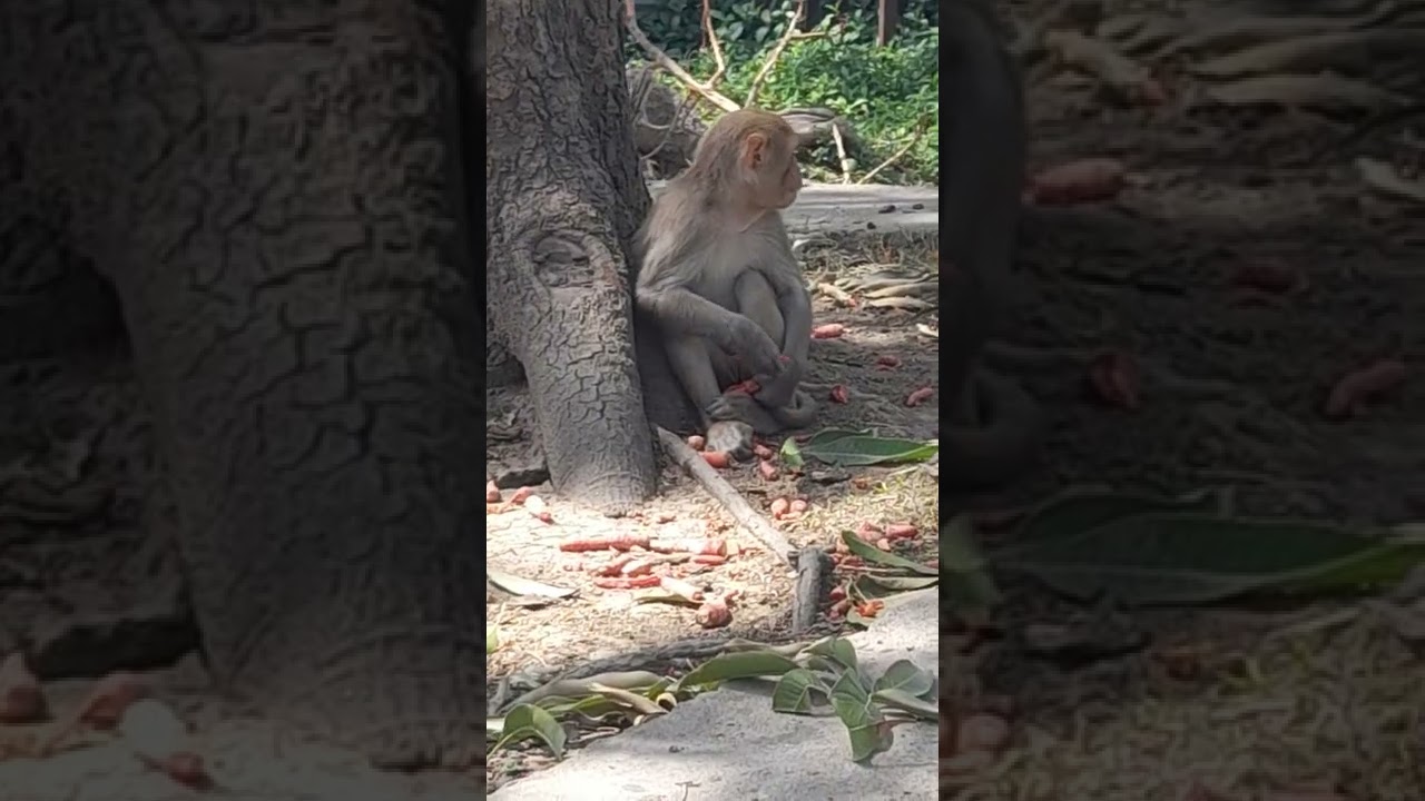 monkey eating carrots 😂😂😂