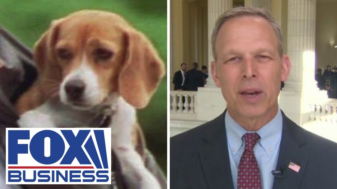 BILLIONS TO TORTURE: Beagle lab 'gleaned nothing' for medical community, says GOP rep BILLIONS TO TORTURE: Beagle lab 'gleaned nothing' for medical community, says GOP rep