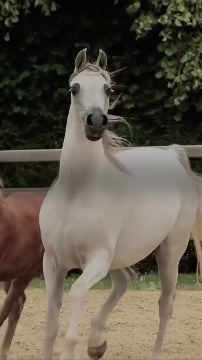 Легенда об арабской лошади #arabianhorse - YouTube