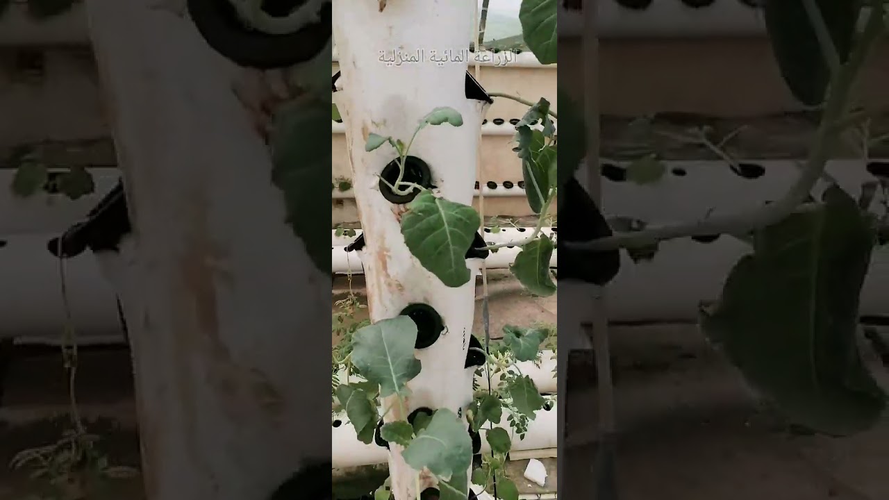 نقل الاشتال المزروعة في حاضنة الاستنبات الداخلية الى نظام الزراعة المائية في سطح المنزل 