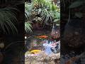I saw KOI FISHES in the small pond at the park #koifish