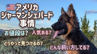 ジャーマンシェパード Youtube ジャーマンシェパード Youtube