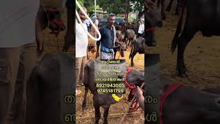 അഞ്ഞൂറിലധികം  പോത്തുകളാണ് ഇവിടെ വരുന്നത്