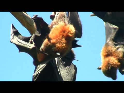 Grey-headed Flying Foxes (Pteropus poliocephalus) in Sydney / Graukopf-Flughunde in Sydney [3]