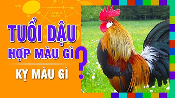 TUỔI DẬU Hợp MÀU GÌ? Kỵ Màu Nào Nhất? Chọn Màu Sắc Đúng Phong Thủy Để Đón May Mắn