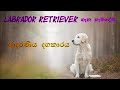 Everything about labrador retriever  labrador retriever  