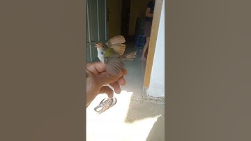 prenjak lumut gacor