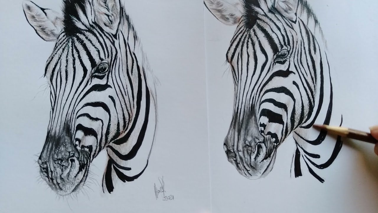 Como fazer desenho realista de zebra: 5 de 5 