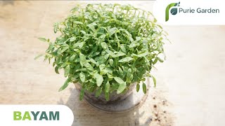 MICROGREEN PURIEGARDEN | BAYAM
