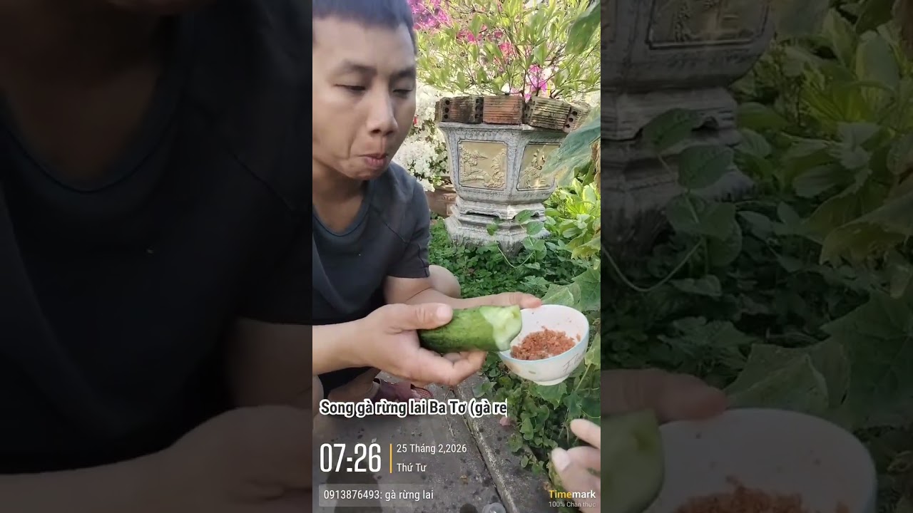 Gà re ( gà rừng lai ba tơ) 0913876493