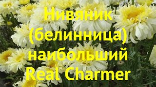 Нивяник наибольший Реал Чамер. Краткий обзор, описание характеристик Real Charmer