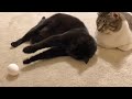 Black cat pushes an egg away and flops