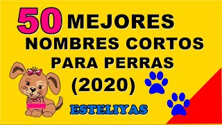 50 Mejores Nombres Cortos Para Perras 2020 Te Van A Encantar