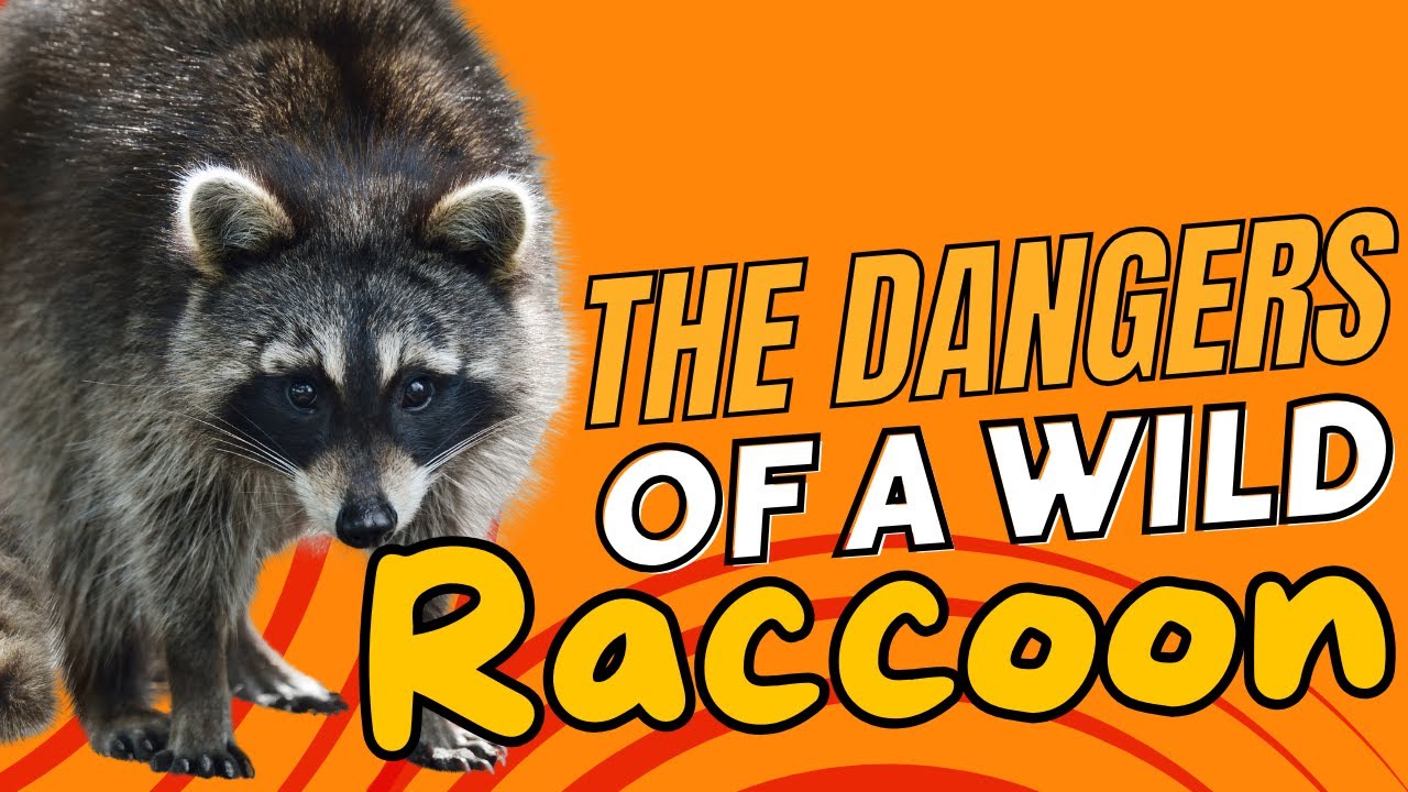 The Dangers of a Wild Raccoon | What You Need to Know 🦝 - YouTube