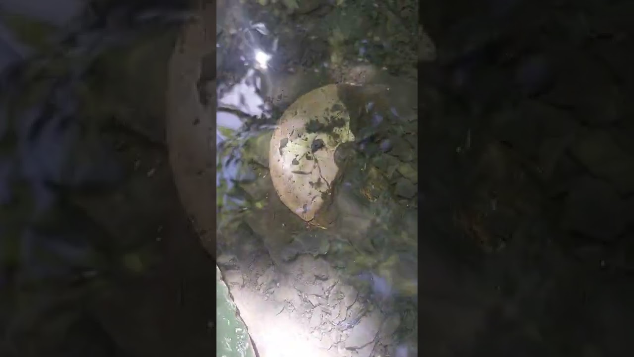 Eagle ford ammonite!