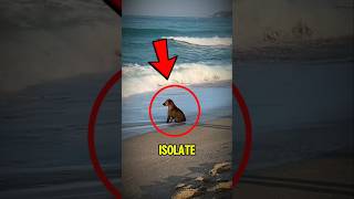 Animals That Seem To Sense Death Before It Happens