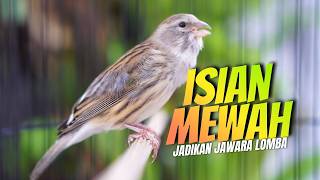 MATERI MEWAH AUTO JURI TERPANAH - MASTERAN KENARI ISIAN BLACKTHROAT GACOR UNTUK KENARI BAHAN GANTANG