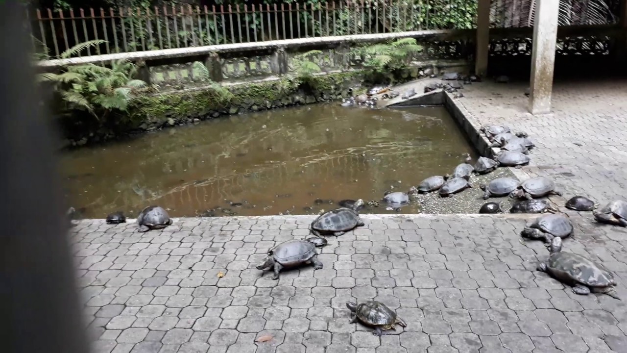 Tortoise pond in ipoh sam po tong