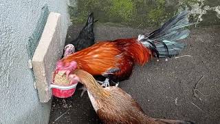 Ayam Philliphine Jenis Boston Roundhead Escolin, Dan Ninja.