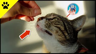 5 Dinge, die deine Katze spürt und DU nicht! 💡